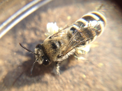 Anthophila