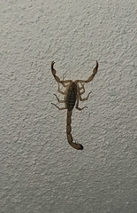 Centruroides elegans