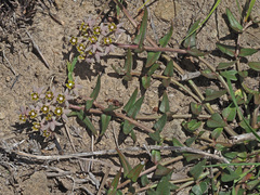 Asclepias multicaulis