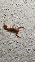 Centruroides elegans