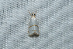 Pseudargyria interruptella