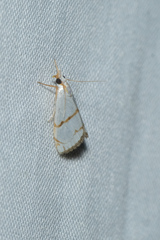 Pseudargyria interruptella
