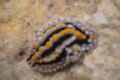 Phyllidia alyta