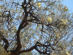 Hakea lorea lorea