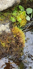Brachythecium rivulare