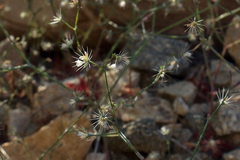 Acanthoscyphus parishii parishii