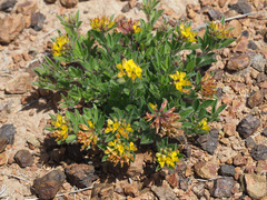 Leobordea corymbosa