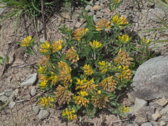 Leobordea corymbosa