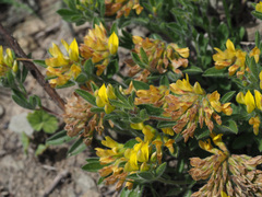 Leobordea corymbosa