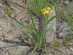 Hypoxis costata