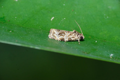 Sycacantha