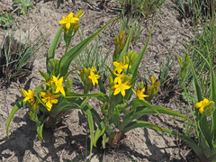 Hypoxis costata