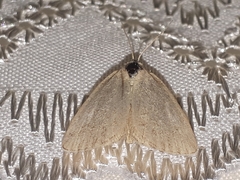 Protodeltote albidula