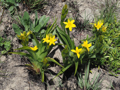 Hypoxis costata