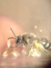 Anthophila