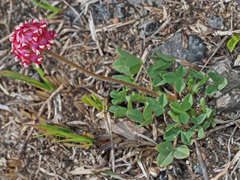 Trifolium burchellianum