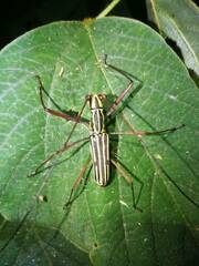 Macrocamptus virgatus