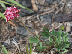 Trifolium burchellianum