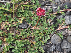 Trifolium burchellianum