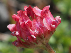 Trifolium burchellianum