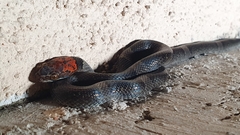 Pseudoleptodeira latifasciata