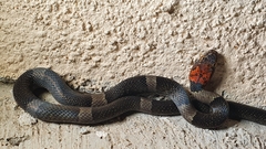 Pseudoleptodeira latifasciata