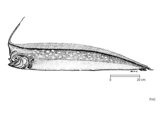 Crestfishes