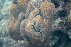 Hydnophora microconos