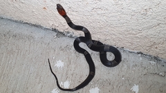 Pseudoleptodeira latifasciata