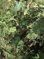 Phlomoides tuberosa