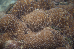 Hydnophora microconos