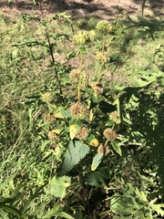Phlomoides tuberosa
