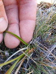 Carex devia