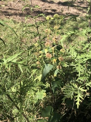 Phlomoides tuberosa