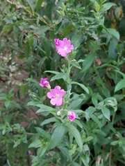 Epilobium hirsutum