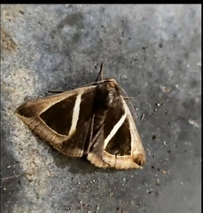 Chalciope