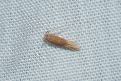 Labdia semicoccinea