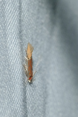 Labdia semicoccinea