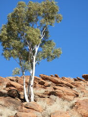 Corymbia aparrerinja