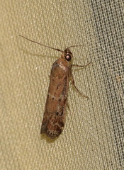 Delplanqueia dilutella
