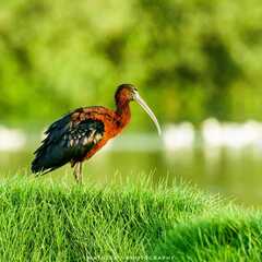 Plegadis falcinellus