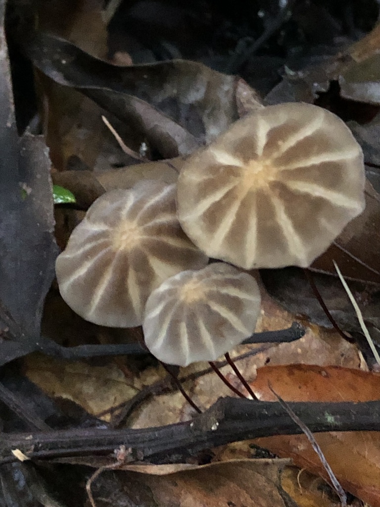 Marasmius griseoradiatus · December 2019 · photo: © blazeclaw (iNaturalist, cc-by)