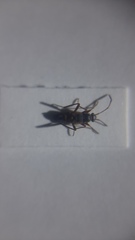 Beosus quadripunctatus