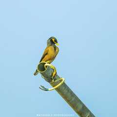 Acridotheres tristis