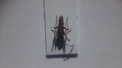 Beosus quadripunctatus