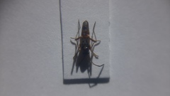 Beosus quadripunctatus