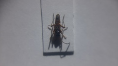 Beosus quadripunctatus