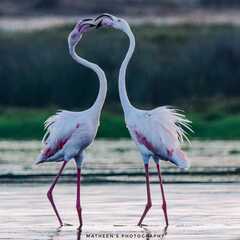Phoenicopterus roseus