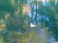 Chroicocephalus ridibundus