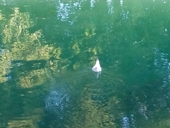 Chroicocephalus ridibundus